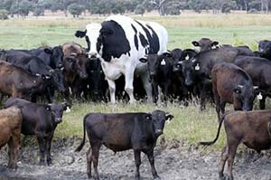 Самая высокая корова