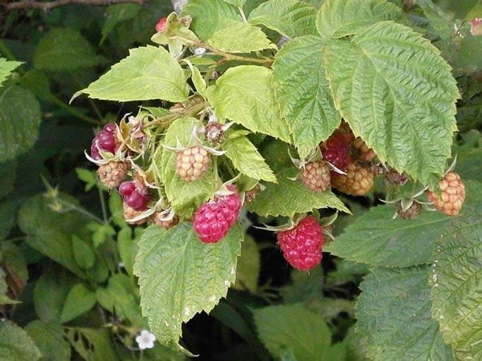 Малина (Rubus) 