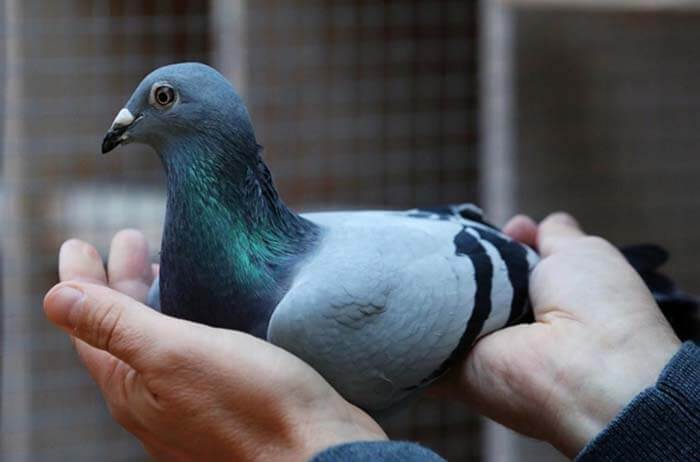 Двухлетнюю птичку из Бельгии продали за баснословные 1,6 миллиона евро. Таким образом она стала самым дорогим в мире голубем