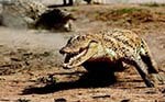 Самый быстрый крокодил
