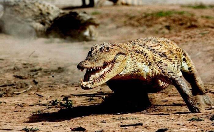 Самый быстрый крокодил