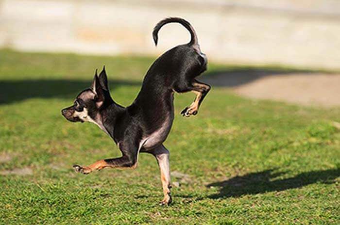Самая быстрая собака, передвигающаяся на передних лапах