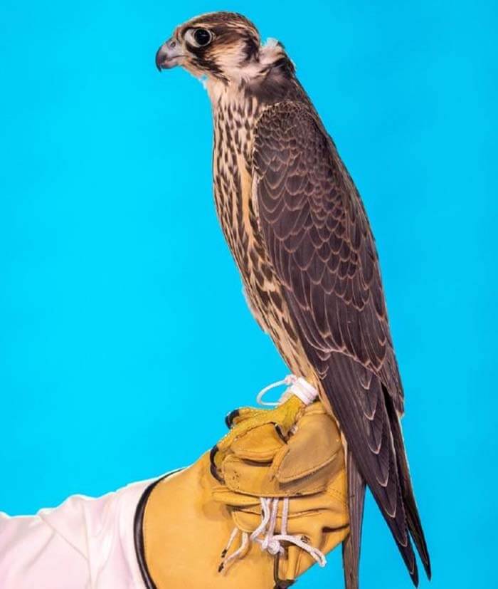 Сокол, купленный за 173 000 долларов. Фото: Media Center Saudi Falcons Club Auction via REUTERS