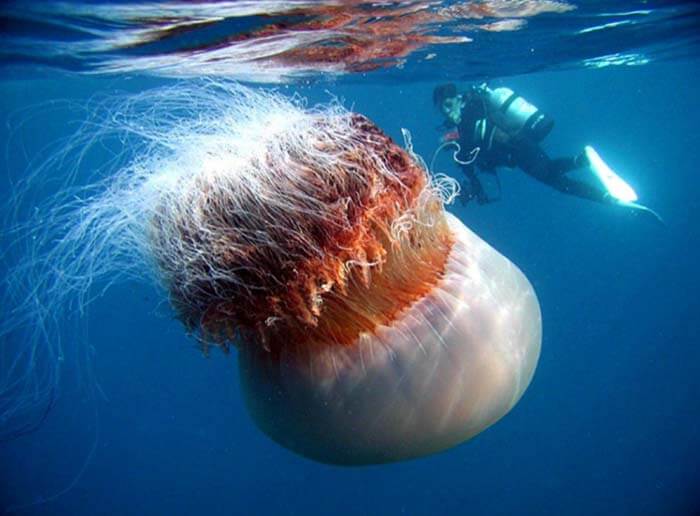 Самая большая медуза
