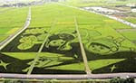 Самая большая мозаика на рисовом поле