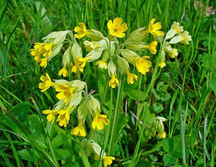 Примула (Primula), или первоцвет 