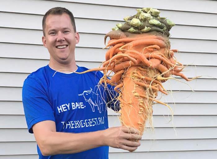 Самая большая  морковь