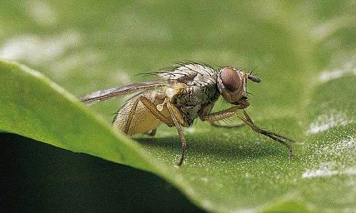 Свекловичная муха 