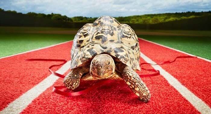 Самая быстрая черепаха