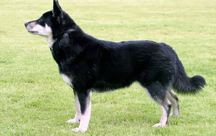 Лопарская оленегонная собака