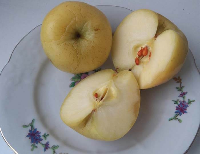 Мочёные яблоки