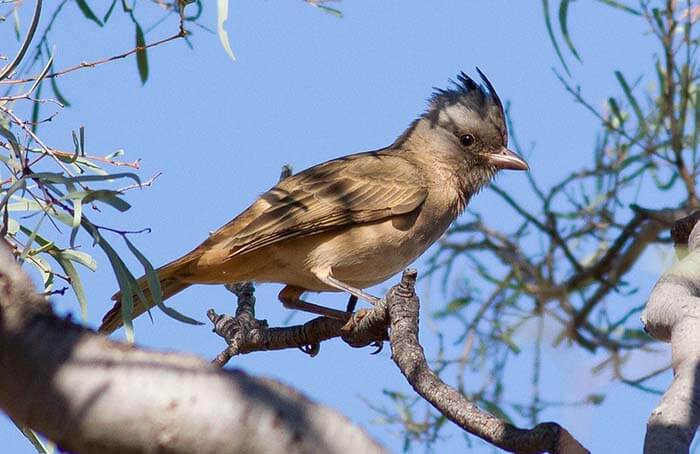 Австралийская птица-колокольчик